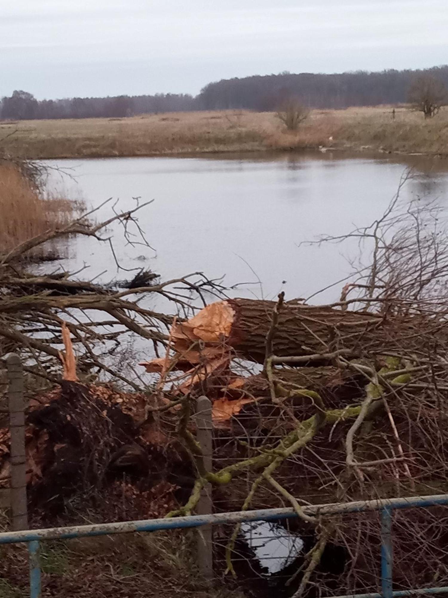 Fischstuebchen Neeberg Villa Krummin Exteriör bild